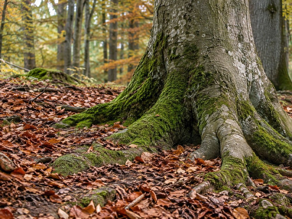 Baumbestattung & Naturfriedhof – Müther-Bestattungen Moosbedeckte Baumwurzeln im herbstlichen Wald für eine friedliche Naturbestattung