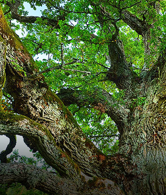 Müther-Bestattungen e.K.